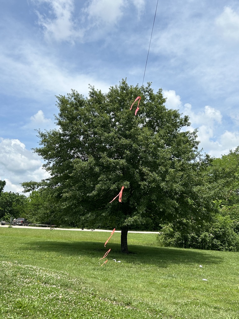 Field Report - 2026-05-27 US-7392 931ed1f8 1aa9 402f 8ace b640ddd95e7b 1 105 c